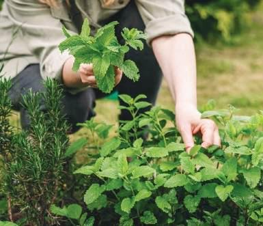 Herb & Medicinal Garden