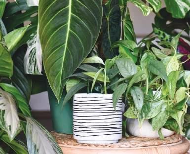 Air Purifying Plant Zone